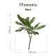 Botanical Sticker | Plumeria